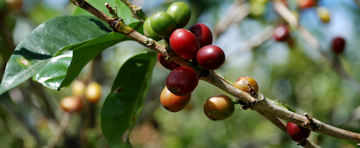 Koffielanden voor duurzame koffie